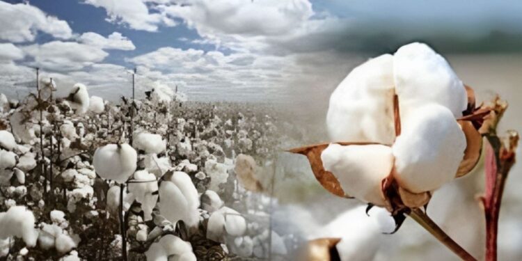 कापसाला या बाजार समितीत मिळाला इतका दर