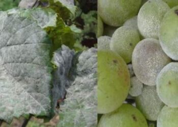 द्राक्ष – भुरीचे नियंत्रण..; डिसेंबर महिन्यातील व्यवस्थापन