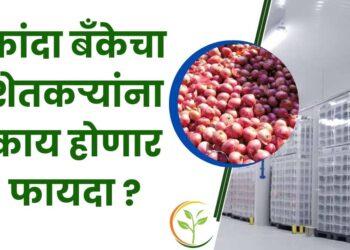 कांदा बँक