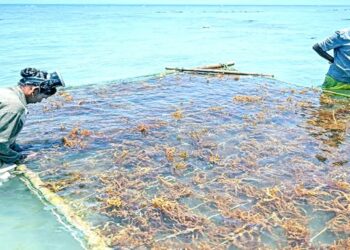 दक्षिण भारतातील समुद्रात केली जाणारी लाल शेवाळाची सागरी शेती