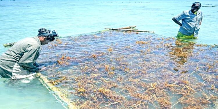 दक्षिण भारतातील समुद्रात केली जाणारी लाल शेवाळाची सागरी शेती