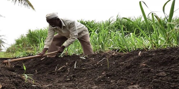 दुर्दैवी, देशात दररोज 145 शेतकरी, शेतमजूर, रोजंदारी मजूर करताहेत आत्महत्या; महाराष्ट्रात सर्वाधिक आत्महत्या