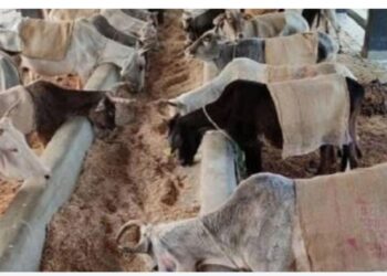 दुग्ध व्यवसाय