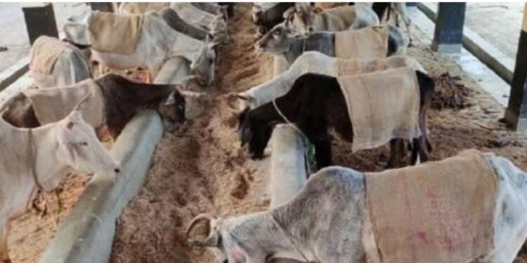 दुग्ध व्यवसाय