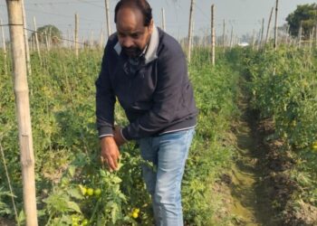 AI तंत्रज्ञानामुळे टोमॅटोच्या शेतीत वाढले उत्पन्न; शेतकऱ्याने केला यशस्वी प्रयोग