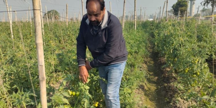 AI तंत्रज्ञानामुळे टोमॅटोच्या शेतीत वाढले उत्पन्न; शेतकऱ्याने केला यशस्वी प्रयोग