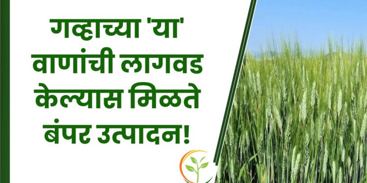 गव्हाच्या 'या' वाणांची लागवड केल्यास मिळते बंपर उत्पादन