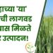 गव्हाच्या 'या' वाणांची लागवड केल्यास मिळते बंपर उत्पादन