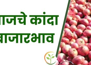 कांद्याला असा मिळतोय भाव