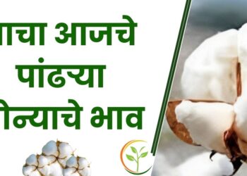 पांढऱ्या सोन्याला असा मिळतोय भाव