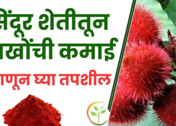 सिंदूर शेती