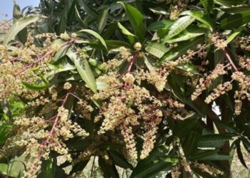 आंबा मोहोर