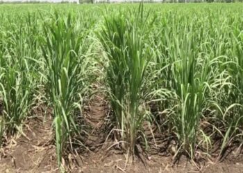 कृषी सल्ला : आडसाली ऊस – तांबेरा रोग नियंत्रण
