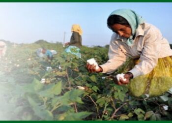 कापूस फरदड घेणे टाळा