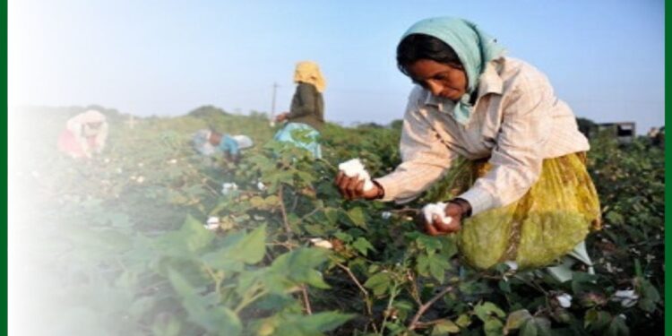 कापूस फरदड घेणे टाळा