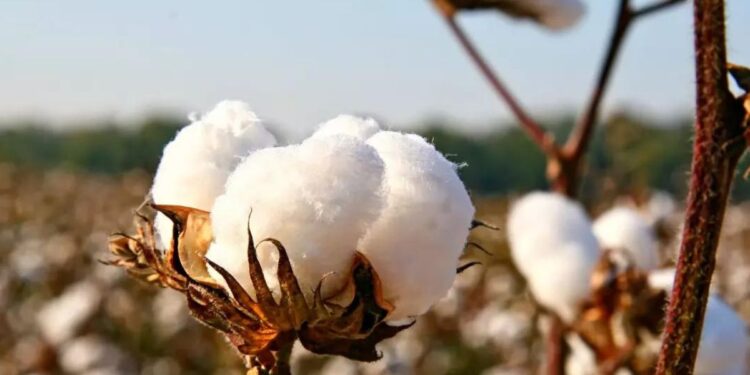 कापसाला बाजार समित्यांमध्ये मिळतोय असा दर