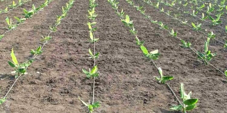 कृषी सल्ला : केळी - थंडीचा लहान रोपांवर होणारा परिणाम