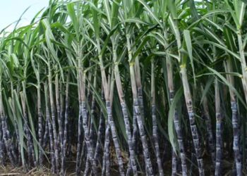 कृषी सल्ला : खोडवा ऊस – पाचट व्यवस्थापन