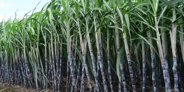 कृषी सल्ला : खोडवा ऊस – पाचट व्यवस्थापन