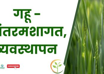 गहू – आंतरमशागत, व्यवस्थापन