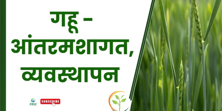 गहू – आंतरमशागत, व्यवस्थापन