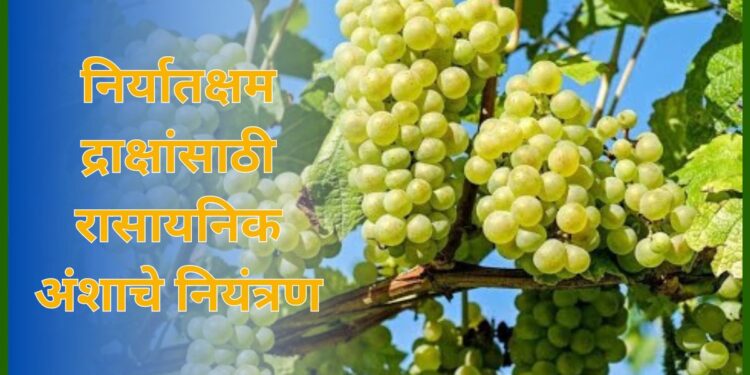 निर्यातक्षम द्राक्षांसाठी रासायनिक अंशाचे नियंत्रण