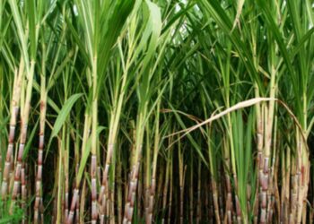 कृषी सल्ला : पूर्वहंगामी ऊस – ताण सहनशील ऊस जाती