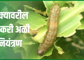 मक्यावरील लष्करी अळीच्या नियंत्रणासाठी अशी करा उपाययोजना