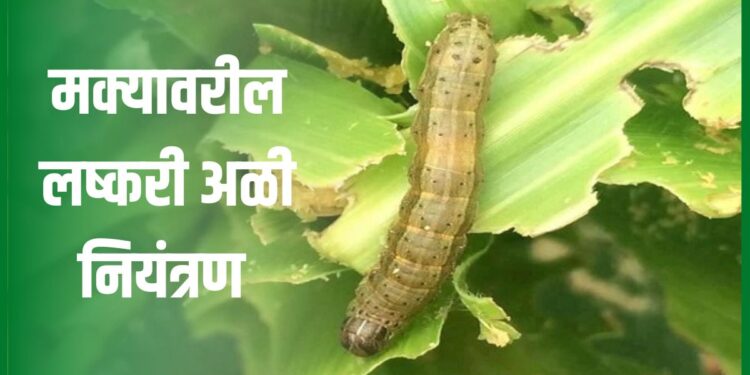 मक्यावरील लष्करी अळीच्या नियंत्रणासाठी अशी करा उपाययोजना
