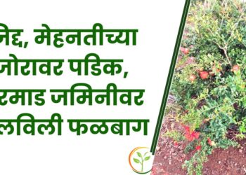 जिद्द, मेहनतीच्या जोरावर पडिक, मुरमाड जमिनीवर फुलविली फळबाग