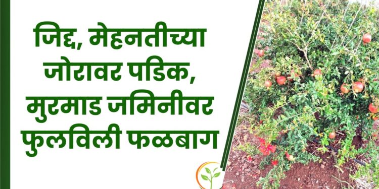 जिद्द, मेहनतीच्या जोरावर पडिक, मुरमाड जमिनीवर फुलविली फळबाग