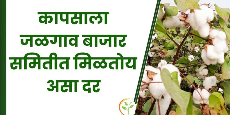 कापसाला जळगाव बाजार समितीत मिळतोय असा दर