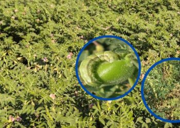 हरभरावर मररोग, घाटेअळीचा प्रादुर्भाव झाल्यास असे करा व्यवस्थापन