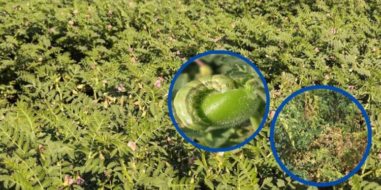 हरभरावर मररोग, घाटेअळीचा प्रादुर्भाव झाल्यास असे करा व्यवस्थापन