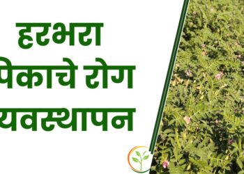 हरभरा पिकाचे रोग व्यवस्थापन