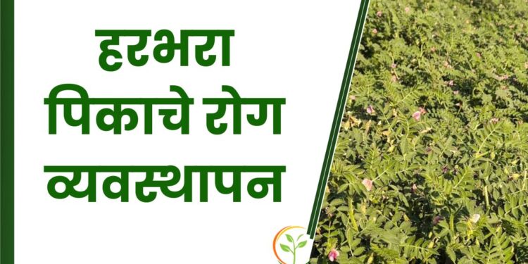 हरभरा पिकाचे रोग व्यवस्थापन