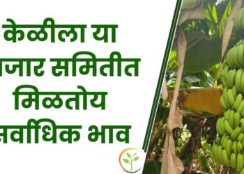 केळीला या बाजार समितीत मिळतोय सर्वाधिक भाव