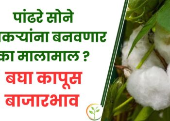 पांढरे सोने शेतकऱ्यांना बनवणार का मालामाल ?