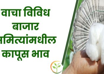 कापसाचे भाव स्थिरच