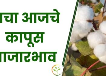 सध्या कापसाला असा मिळतोय दर