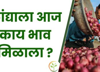 कांद्याला आज काय भाव मिळाला ? ; वाचा बाजारभाव