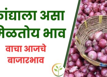 कांद्याला असा मिळतोय भाव