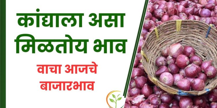 कांद्याला असा मिळतोय भाव