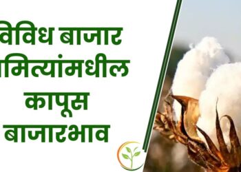 पांढऱ्या सोन्याला असा मिळतोय भाव