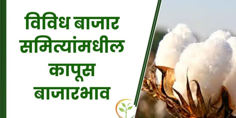 पांढऱ्या सोन्याला असा मिळतोय भाव