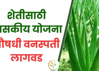 औषधी वनस्पती