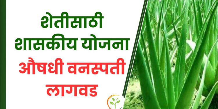 औषधी वनस्पती