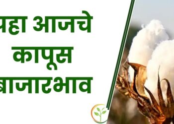 कापसाला नवीन वर्षाच्या पहिल्याच दिवशी मिळतोय असा दर