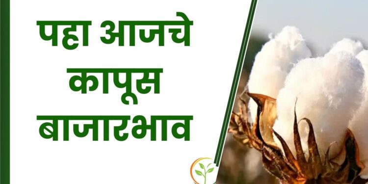 कापसाला नवीन वर्षाच्या पहिल्याच दिवशी मिळतोय असा दर
