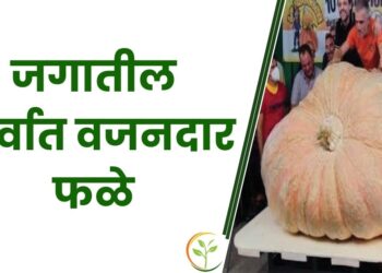 जगातील 5 सर्वात वजनदार फळे; गिनीज वर्ल्ड रेकॉर्ड बुकात आहे नोंद!